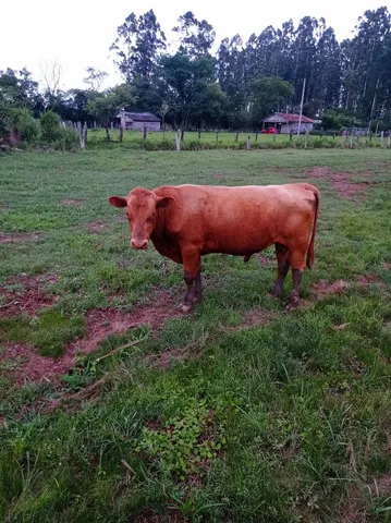 Touro Red Angus 