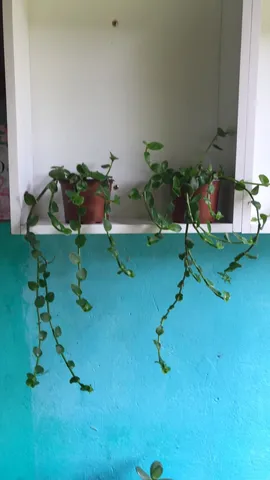 Plantas várias 