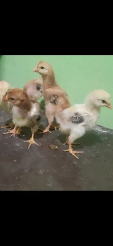 Pintos gsb sertaneja balão 
