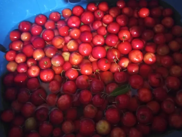 Acerola congelada e fresca
