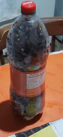 Tanajura (içá) para fritar