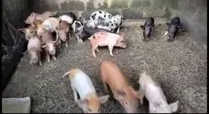 Porco caipira