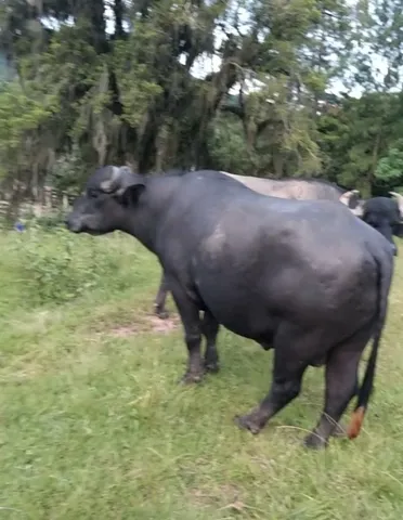Búfalos 
