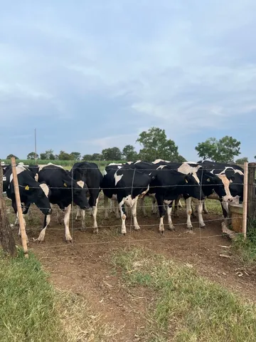 Vacas Holandesa - Novilhas 1 Cria