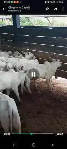 17 bezerras 