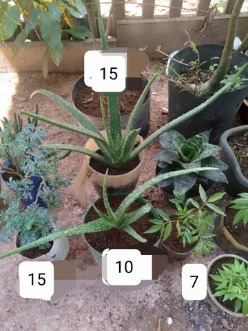 Vende se mudas de plantas variados modelos 