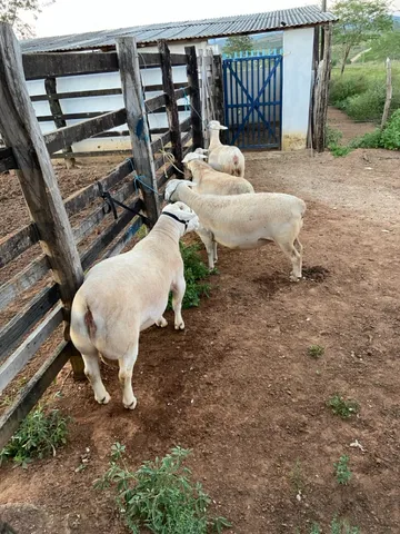 Borregos White Dorper registrados 