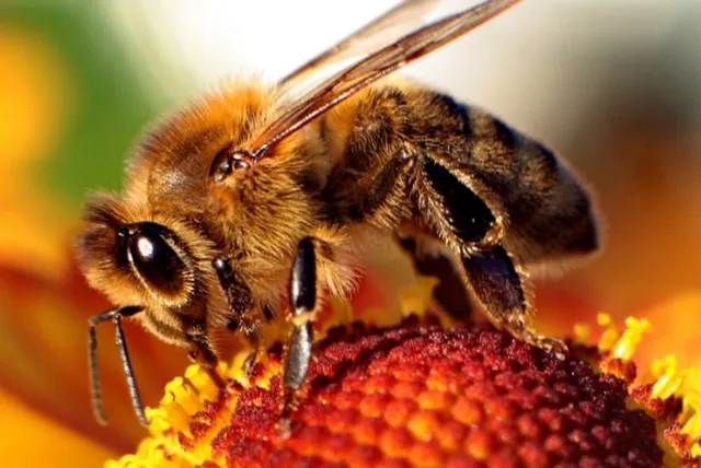 Apicultura: Curso básico e Estágio prático (abelhas Apis mellifera)