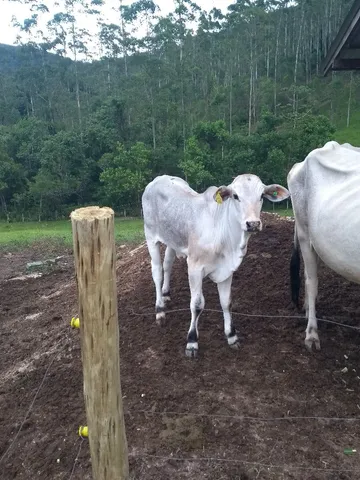 Vendo tourinho Nelore 