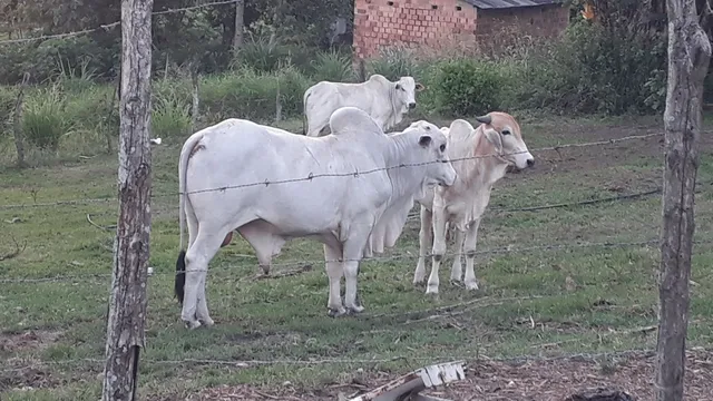 Vendo esse garote 5.500 pezo a 260 reais 