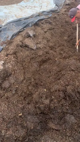 Silagem Sorgo e Forragem Nativa em Quixadá / Ce