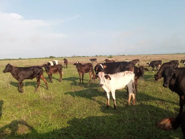  Novilhas Vacas Bezerras em Quixadá- Ce