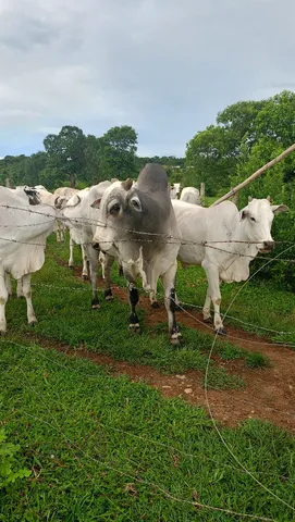 Vendo gado Nelore 