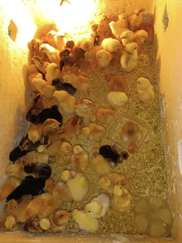 Pintinhos caipira legítimo 