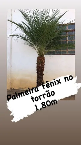  Palmeira fênix