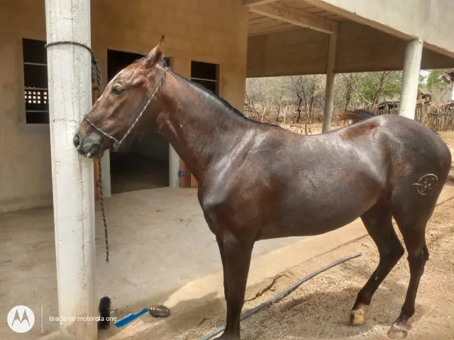 Duas éguas da raça quarto de milha, puras, sem registro.