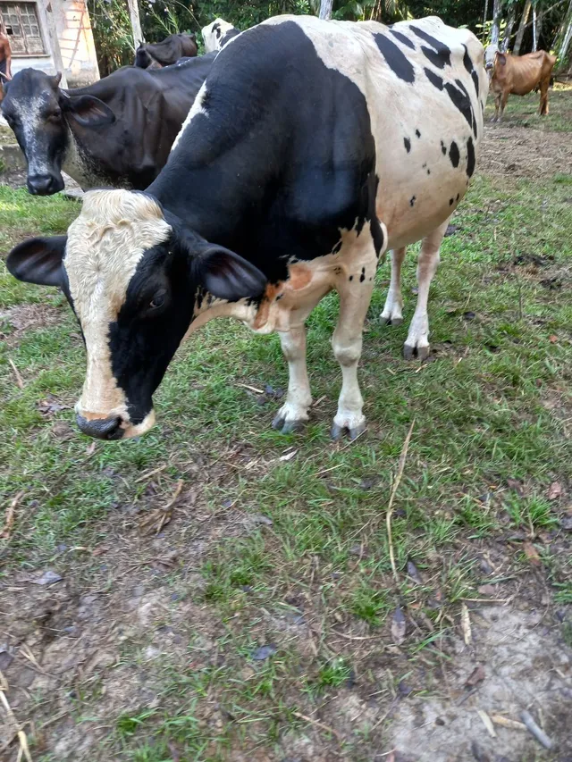 VENDO VACAS LEITEIRA. ?