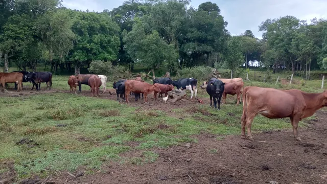 lote gado 