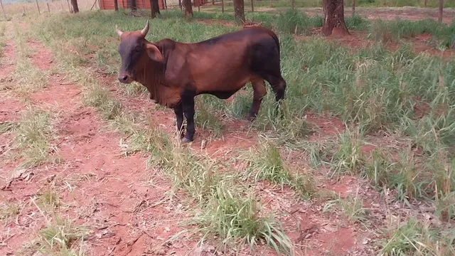 Mini vaca 