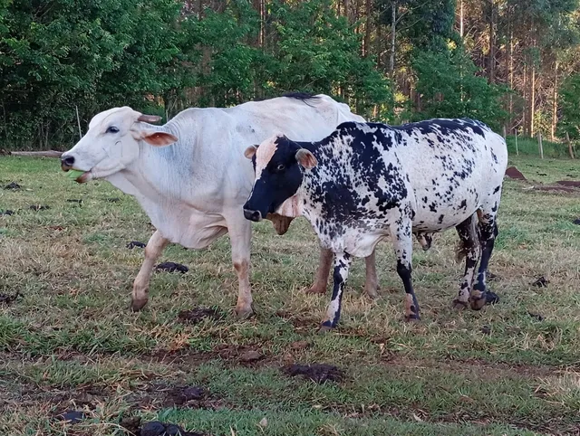 Lote bovino