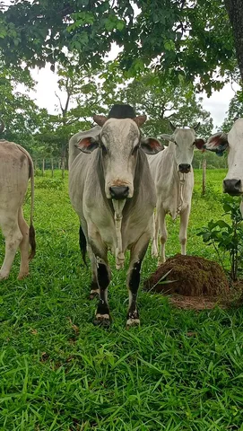 Boi PO muito bom
