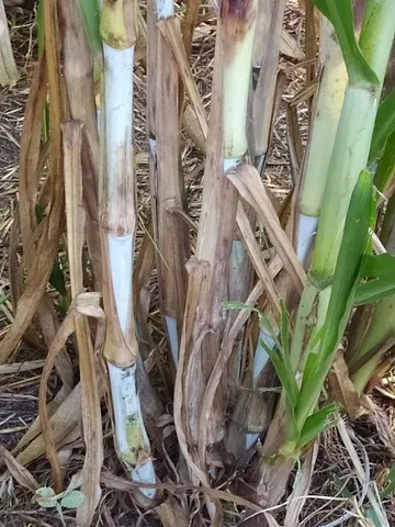 BRS CAPIAÇU Muda Original Embrapa PREÇO ESPECIAL PARA PLANTAR 1/2 HECTARE 