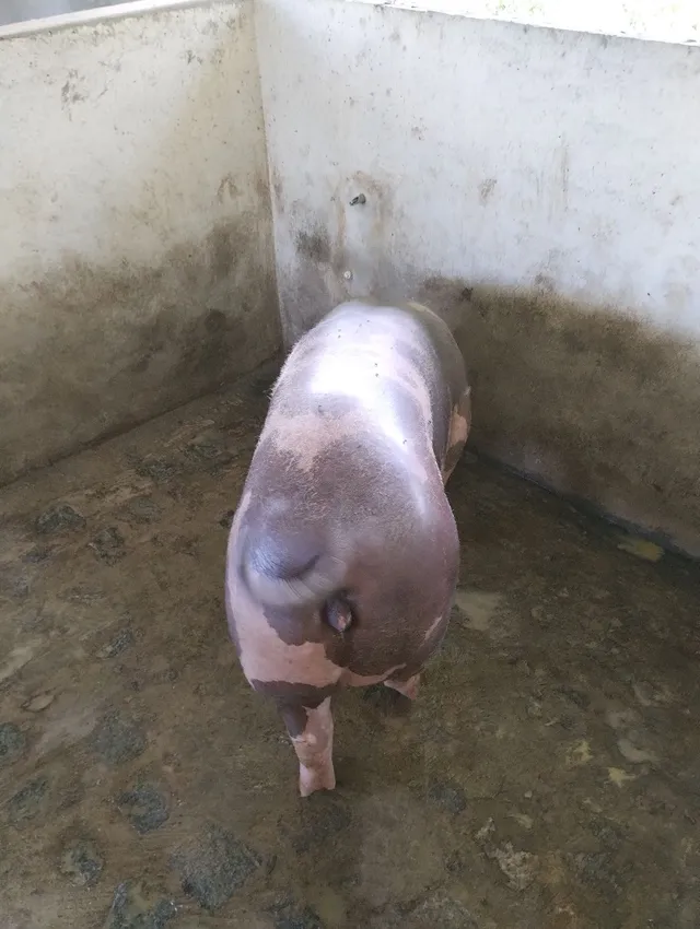 Vendo porcos com 7 e 8 meses de vida para reprodução !