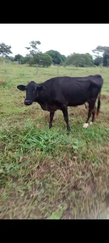 Vacas de leite em terra nova do norte