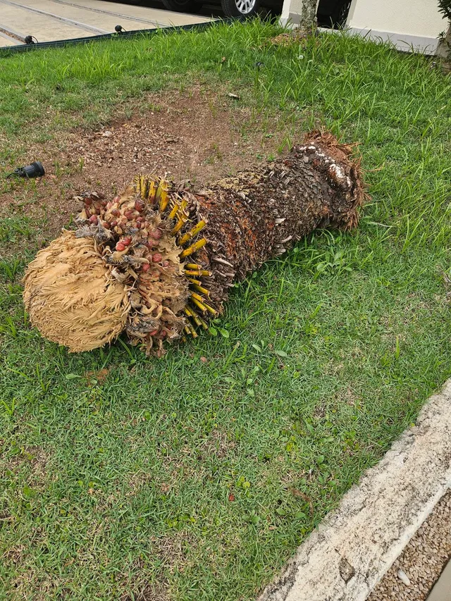 Doação Cica