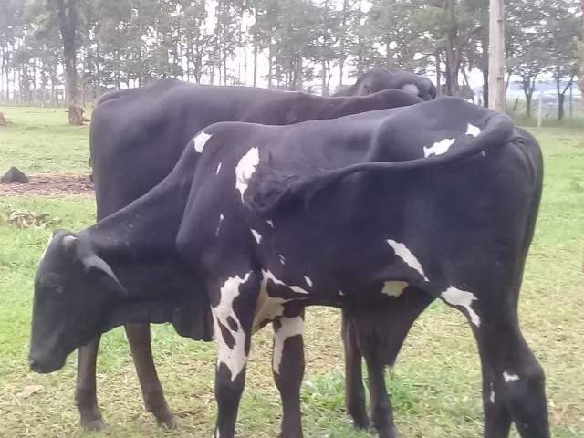 Vendo garrotes de um ano e meio