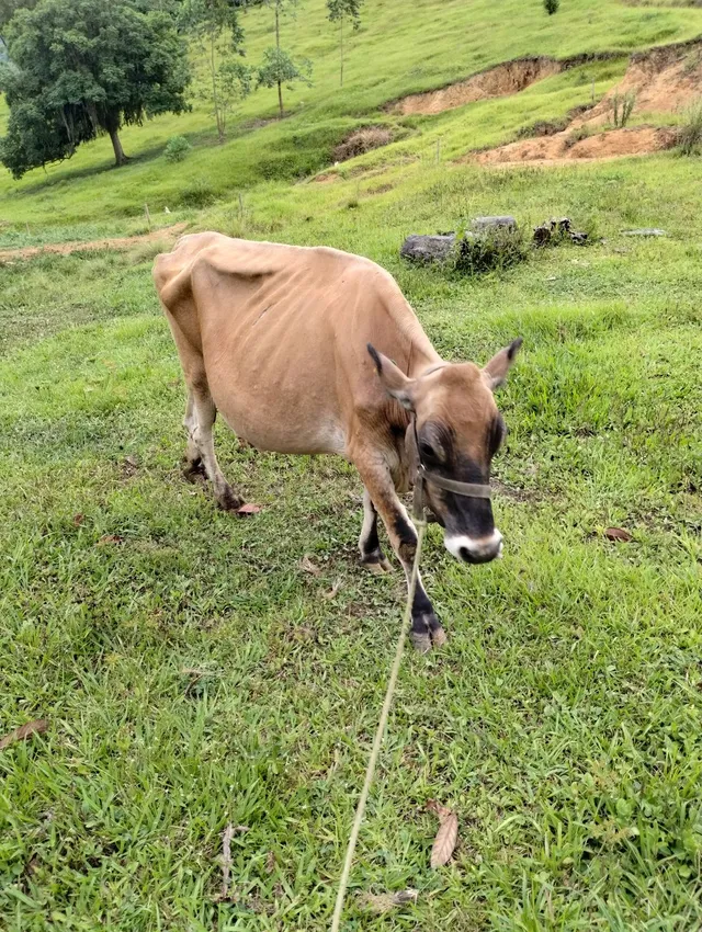 Vaca