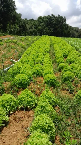 Vendo horta montada