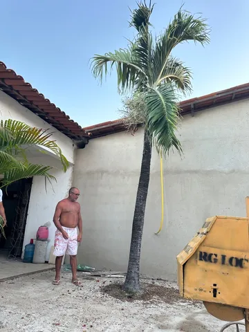 Palmeira Havaí 15 anos 