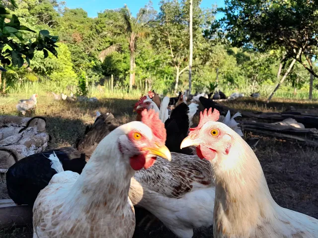 Ovos Caipira Orgânico 