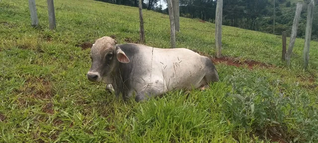 Vendo Boi 1/2 sangue Jersey 1/2 Nelore Po