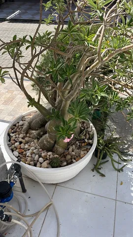 Rosa do Deserto Gigante 