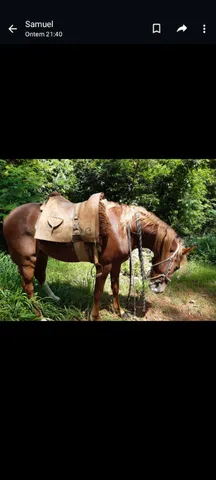 Mangalarga marchador 