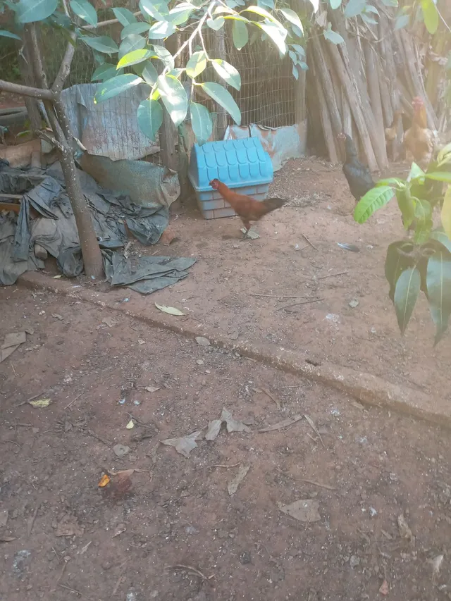 Franguinhos pequenos