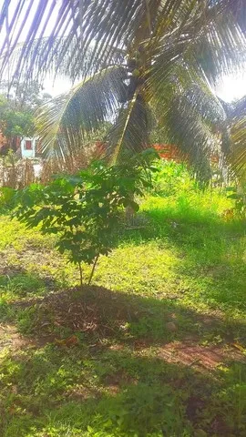 Terreno em Palmeirândia-MA 