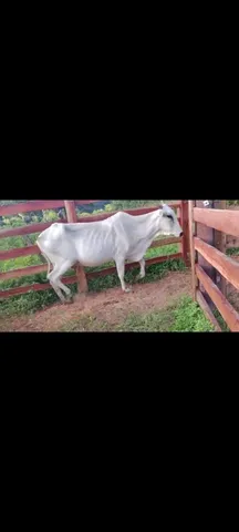 Vacas nerole parida e solteira 