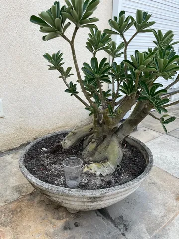 Rosa do deserto 
