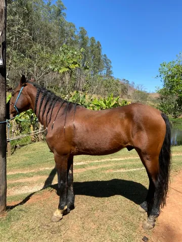 Vendo cavalo inteiro