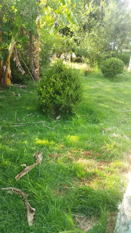 Buxinho - Arbusto - Planta adulta
