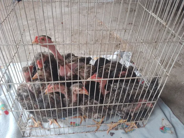 Pintinhos 