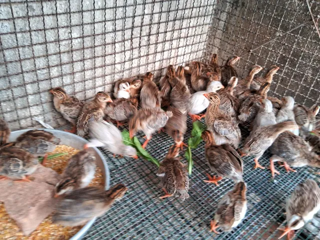 Angolinhas. 