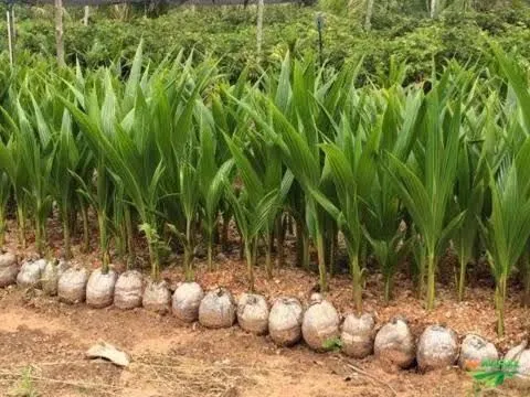 Mudas de coco anao