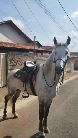 Cavalo Garanhão Registrado Mangalarga Marchador 