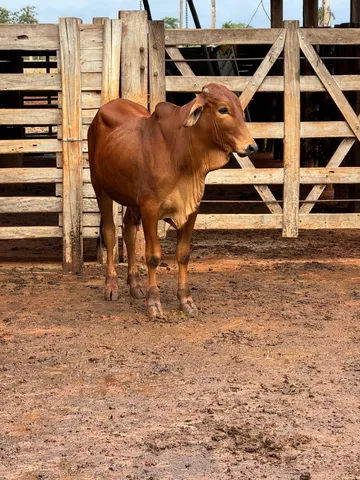 Tourinho Sindi PO sem registro.