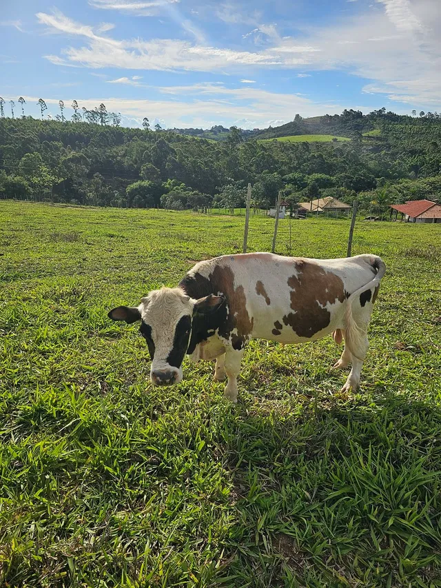 Mini boi 3 anos