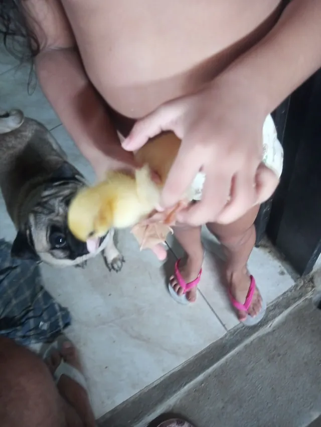 Vendo/troco. Patos da raça Paysandu de todos os tanhos